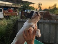 Sevimli French Bulldog Yavrularımız