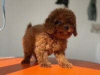 Ankaranın en güzel toy poodle yavruları ziyarete açık
