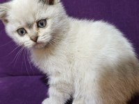 Dişi 2 Aylık British Shorthair