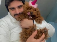 Yetişkin dişi poodle