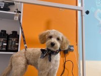 Çok oyuncu maltipoo 5 aylık