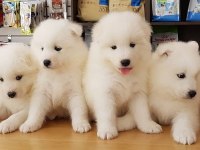 PAMUK GİBİ SAMOYED YAVRULARI