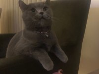 2 aylık dişi british longhair yavrumuza yuva arıyoruz