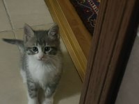 2 adet tekir bebişler yeni yuvalarını arıyor