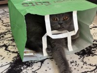 Erkek Scottish Fold
