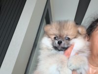 Pomeryan Boo Köpeğimiz