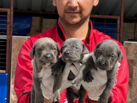 Cane Corso Yavrular