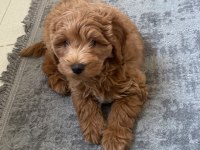 Maltipoo yavrumuz