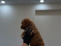 Pofuduk Orjinal Toy Poodle