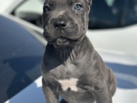 Dev Cane Corso Yavruları