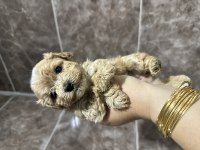 Harika maltipoo yavrular