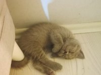 British shorthair kedimi çok uyguna sahiplendiriyorum