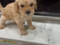 Toy Poodle Yavrular Irk Sağlık Garantili