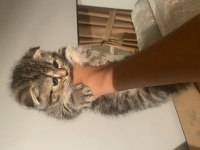 2 Aylık Scottish Fold Dişi