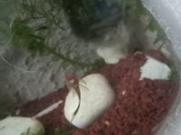 Tül kuyruk cüce vatoz 3 cm