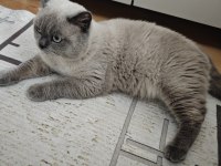 Maddi durumdan dolayı kedime bakamıyorum