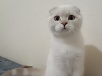 Pamuğum benim british shorthair