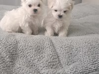 Oyuncu kore Maltese bebekler