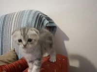 SCOTTİSH FOLD KEDİLERİ