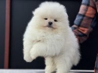 Petmode köpek çiftliğinde ziyarete açık pomeranian