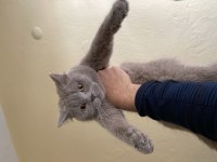 7 aylık british shorthair