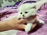 Scottish fold 2 aylık yavrular