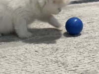 2 Aylık Scottish Fold Yavru