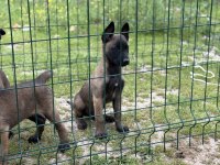 Belçika malinois 57 günlük