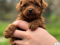 KORE KAN TOY POODLE