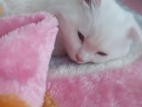 Yavru scottish fold kedimiz