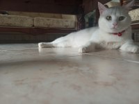 Ücretsiz sahiplendirmek istiyorum Van tekir kırma