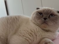 Kedi sahiplendirme