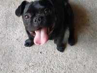 Köpeğimiz Hako Yeni Yuvasını Arıyor