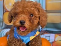Toy Poodle Irk Garantili Yavrular