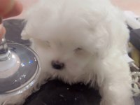 Baba Kore maltese terrier