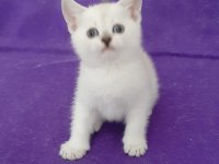 British shorthair pamuk prenses yavrumuz
