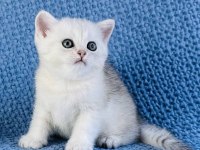 53 GÜNLÜK YAVRU SCOTTİSH STRAİGHT SİLVER BLUE