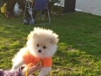 5 aylık sevimli, enerjik, oyuncu, çip ve aşı tam pomeranian