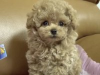 Toy Poodle Yavru Köpeğimiz