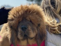 KÖPEKLERİN ATASI TİBET MASTİFİ