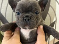 A Plus Irk Standartlarında French Bulldog Yavrularımız