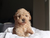 Irkının en güzeli dişi maltipoo bebeğim