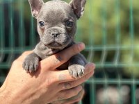 Prenses Bulldog