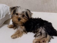 Teddy yorkshire terrier