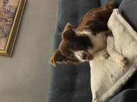7 aylık dişi border collie köpeğimiz stella