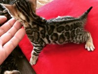 Ful şecereli show class bengal kedisi yavruları