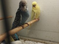35 günlük jumbo muhabbet kuşu bebekler