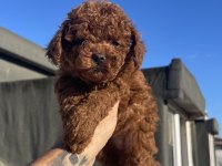 KG GARANTİLİ ORJİNAL POODLE YAVRULAR