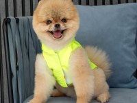 Show Kalite ORJİNAL TEDDY BEAR POMERANİAN BOO