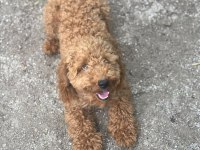 8 AYLIK DİŞİ 4.5 KİLO POODLE